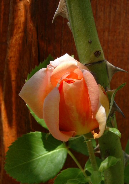 Rose Catalog