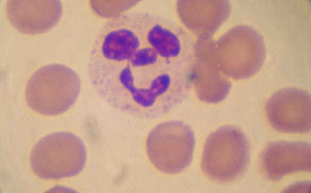 Happy Blood Cell