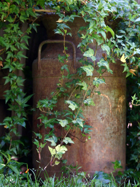 We have taken some of our more rustic used, abused and forgotten milk cans and repurposed them for great outdoor use! This cute milk can planter comes with a black plastic 8