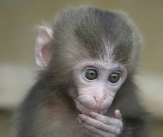 Japanese Macaque Baby