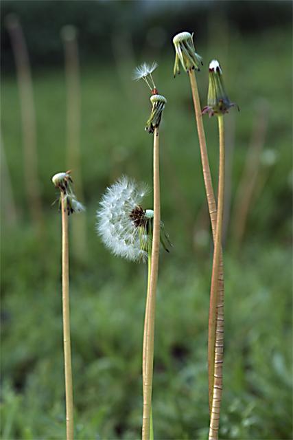 Dandy Lines