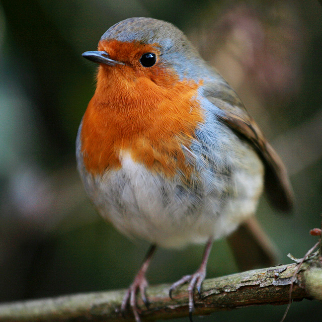 Robin Red Breast by AlexSaberi DPChallenge