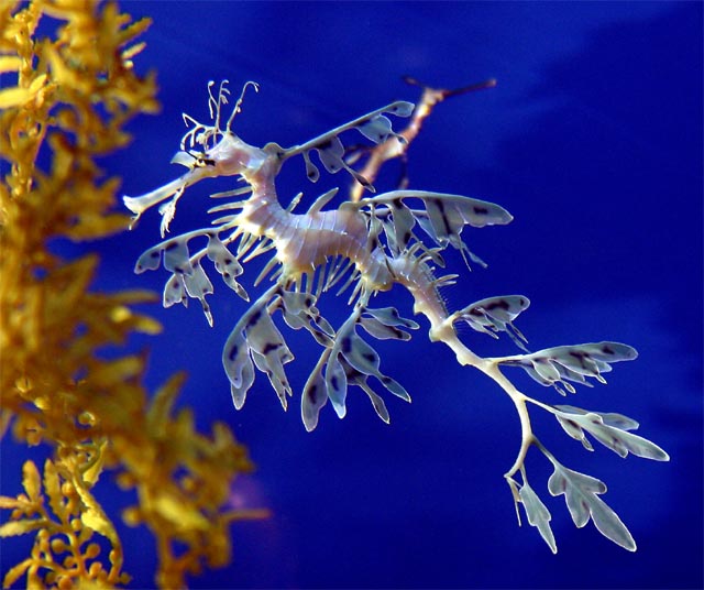 leafy sea dragon primal astrology