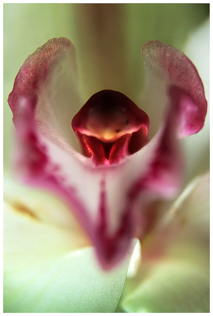 orchid anatomy