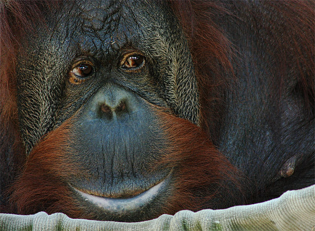 Every Which Way But Loose Orangutan