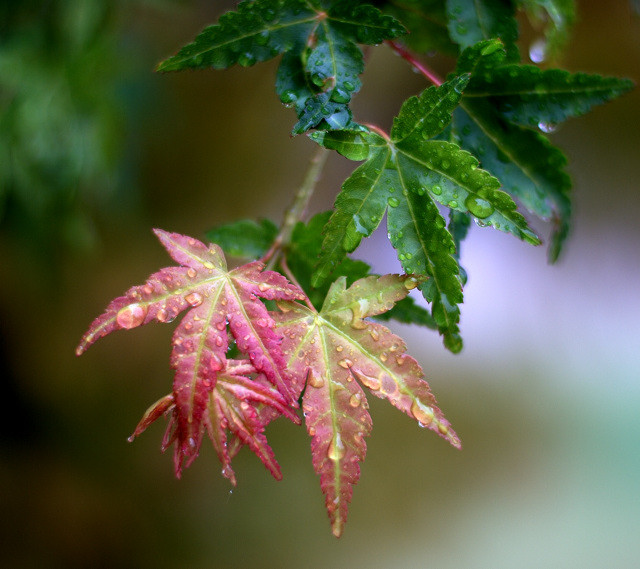 Japanese Maple by mattforbes - DPChallenge