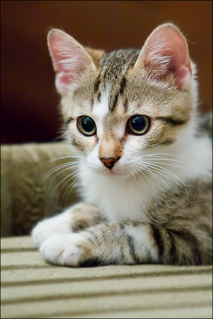 close-up-of-a-tiger-striped-cat-s-free-photo-rawpixel