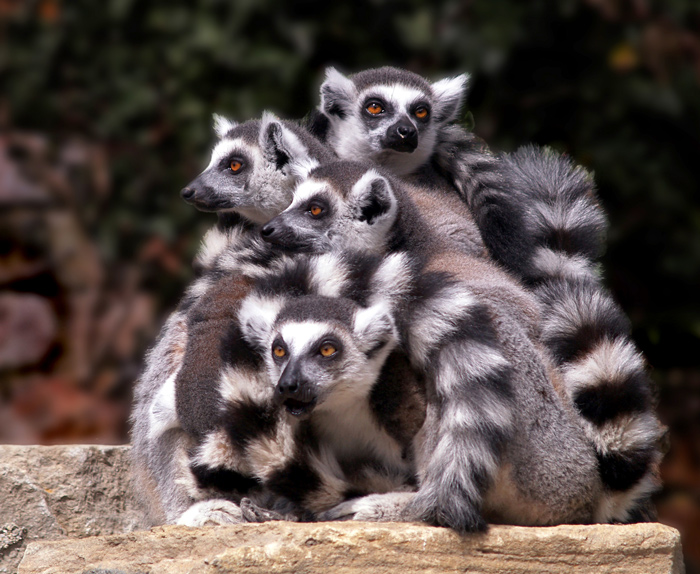 Lemur+love