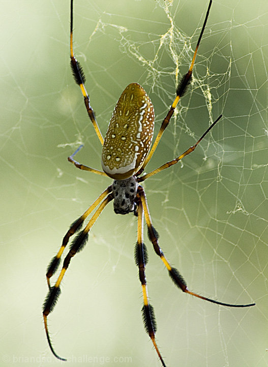 Golden Silk OrbWeaver by briandsd DPChallenge