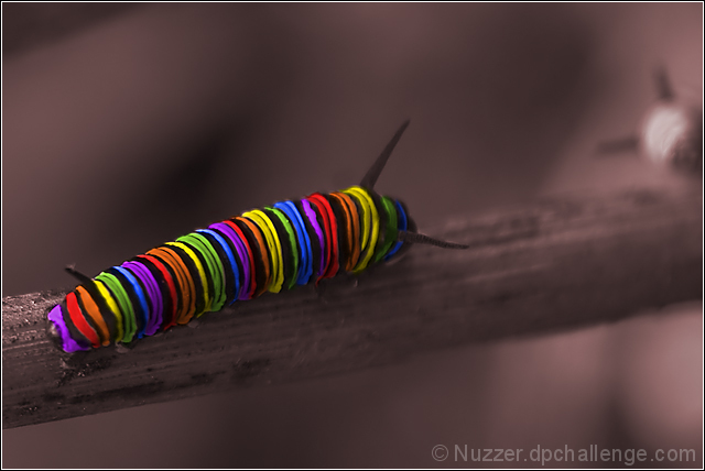 jumbo rainbow caterpillar