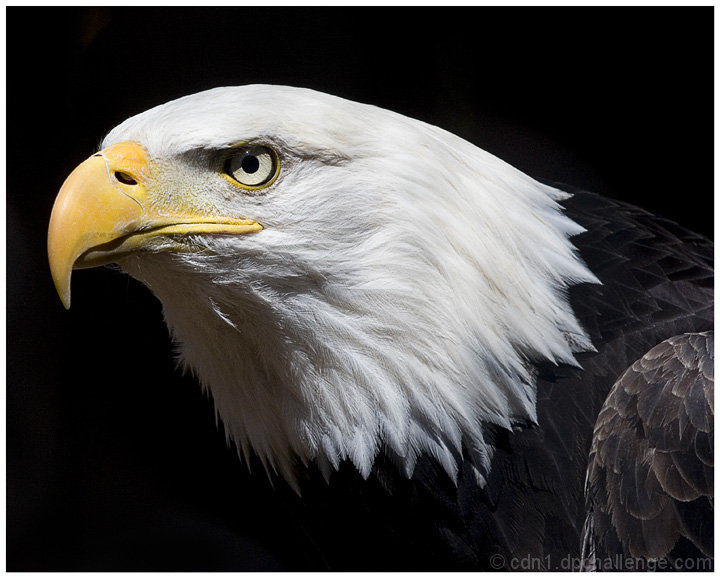 Eagle Eye By Cdn1 DPChallenge