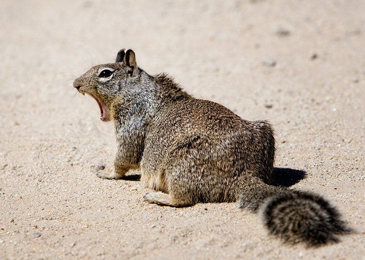 scary squirrel pictures