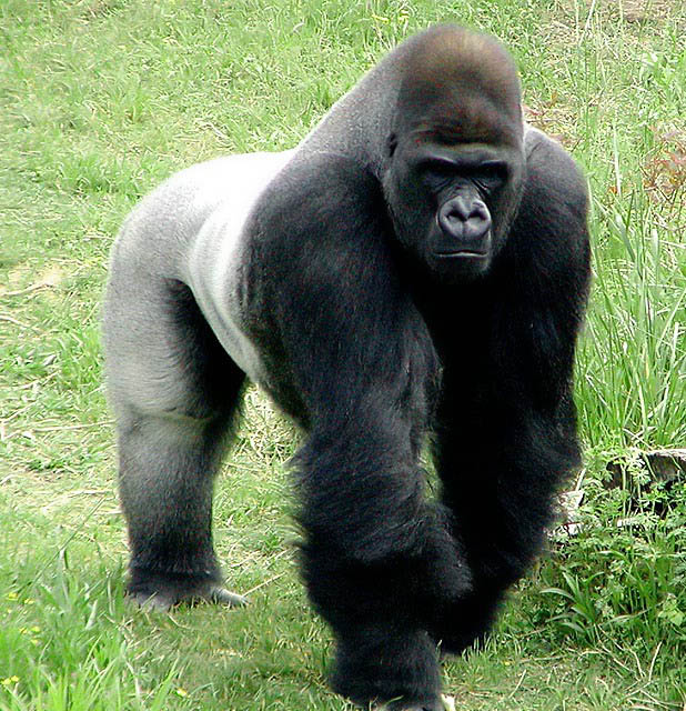 giant silverback gorilla background