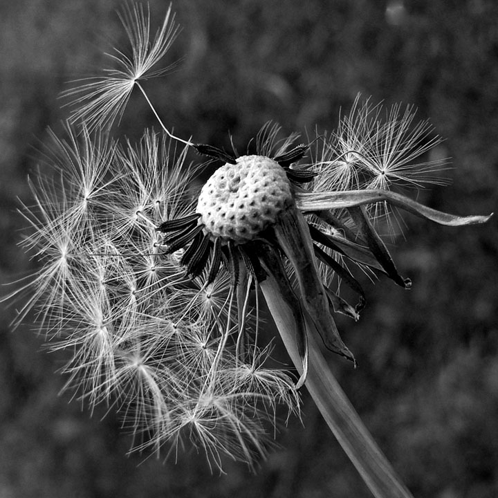 Dandelion Seed Pictures