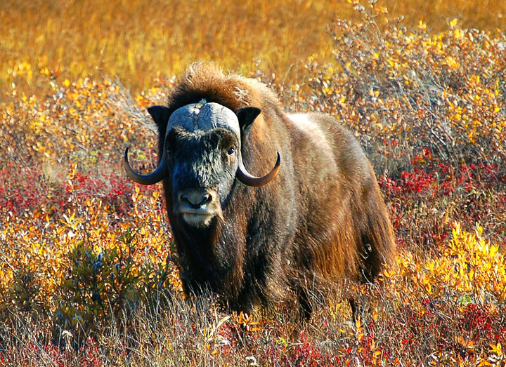 Alaskan Musk Ox