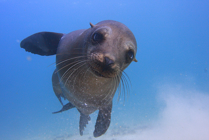 Sea lion time (hora del león marino)