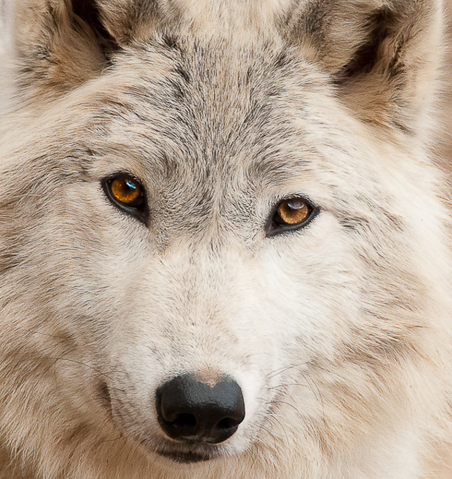 Female Arctic Wolf