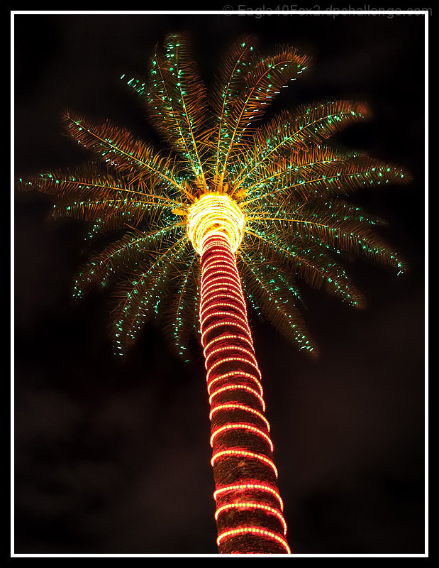 tropical christmas tree by eagle40fox2 dpchallenge tropical christmas tree by eagle40fox2 dpchallenge