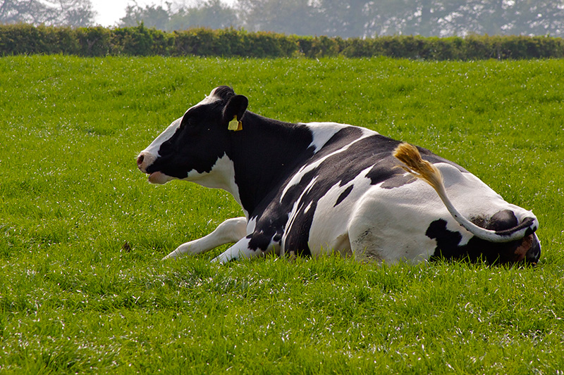 Lazy Cow