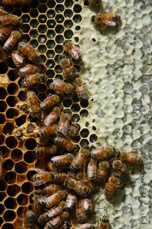 Apis Mellifera Ligustica