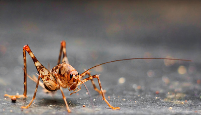 Spotted Camel Cricket by vlado - DPChallenge