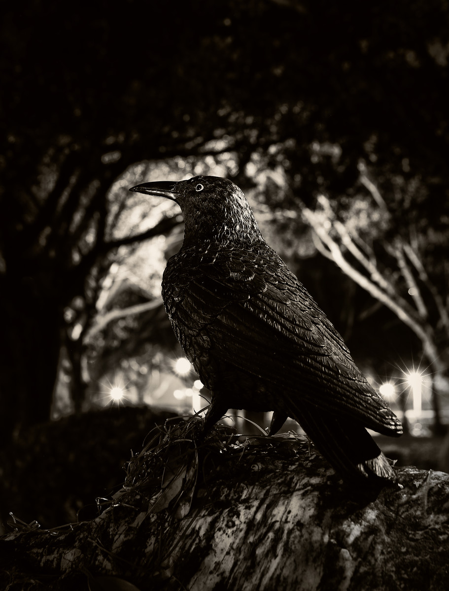 macbeth-the-raven-himself-is-hoarse-by-georgesbogaert-dpchallenge