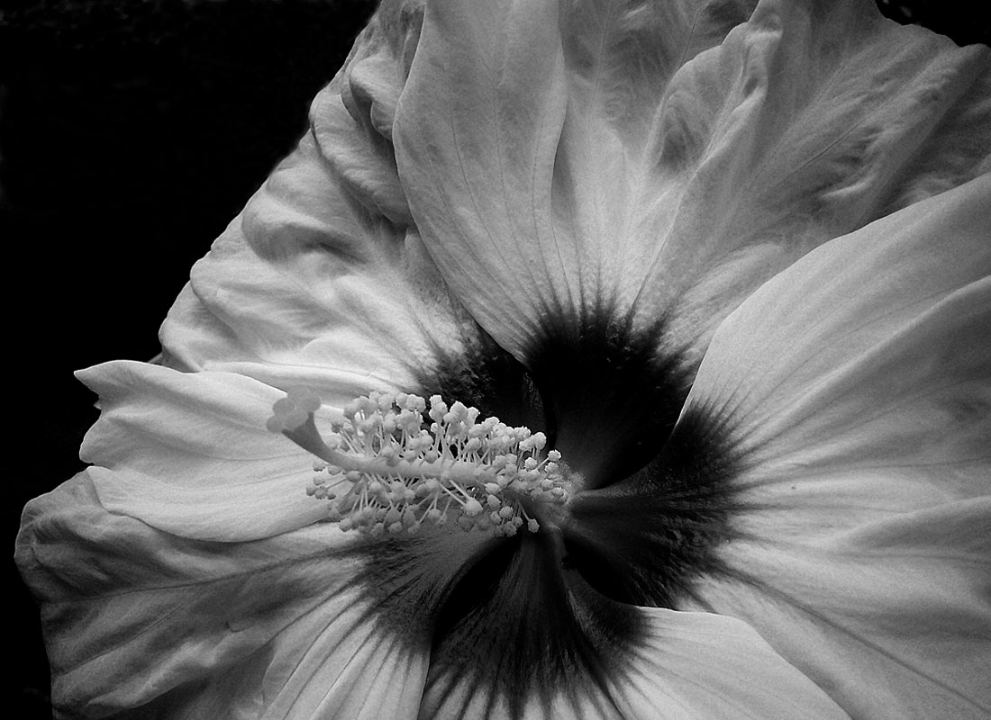 Flower in Black & White by ladpupmoe - DPChallenge