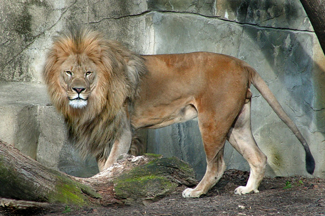 Side Lion