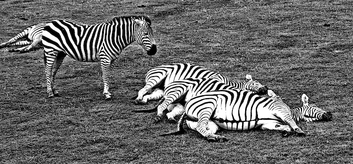 Sleeping Zebra.jpg by Paul - DPChallenge