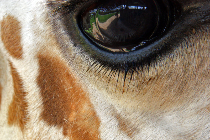 Up Close Giraffe