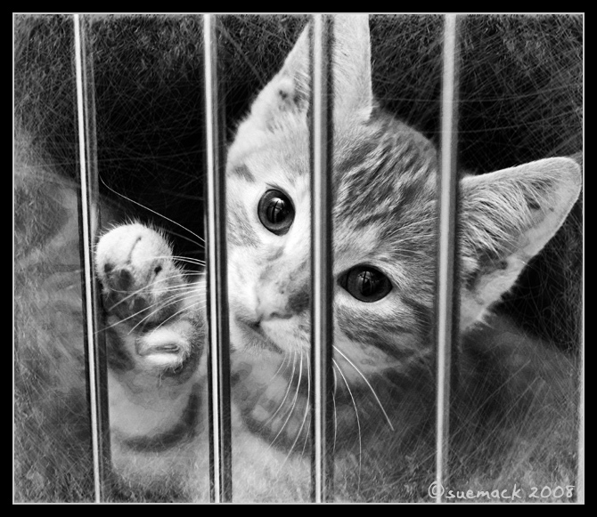 Kitten In A Cage [1968]