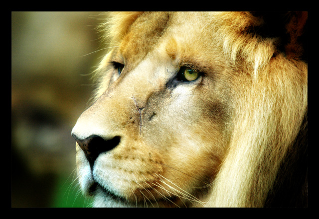 Eyes Lion