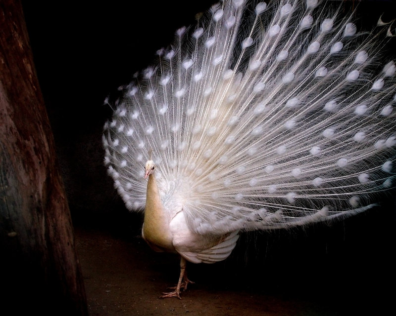 white peacock feather wedding dress