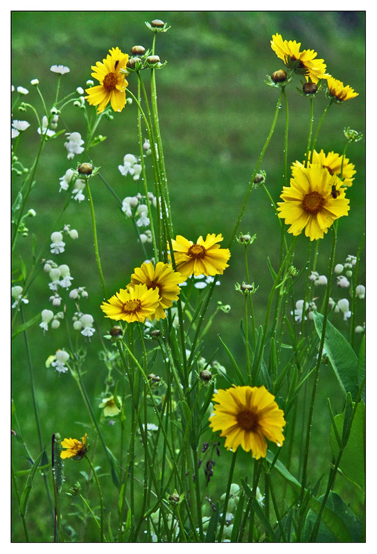 Yellow Field Flowers