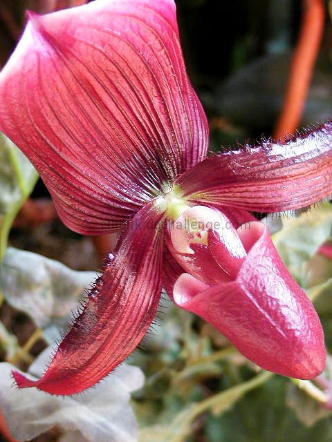 Lady Slipper