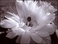 Catus Flower