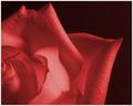 Duotone Rose