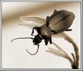 Beatle