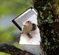 Sparrow Nest