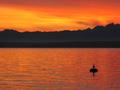 Olympic Mts. Sunset