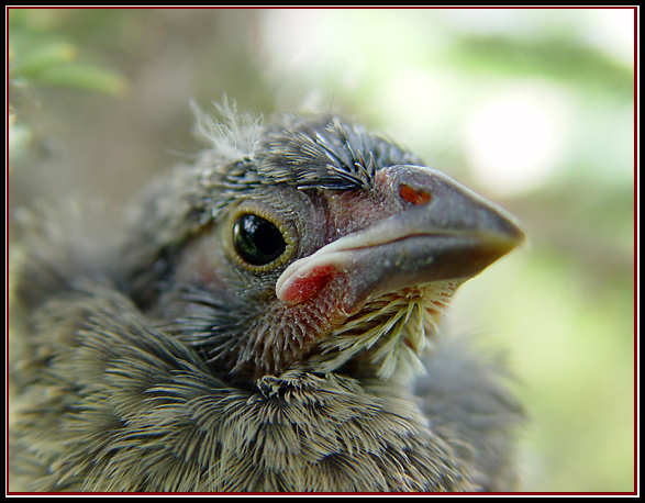 Backyard Resident, at least until he can fly!