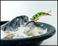 Got Fish?