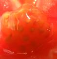 Tomato Guts