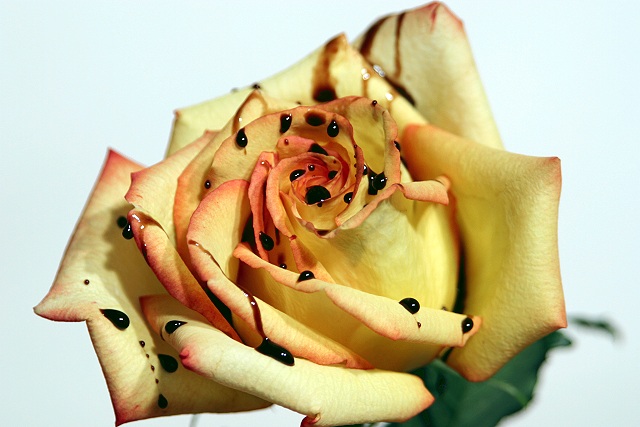 Chocolate drops on a rose