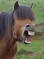 Horse Illustrated
