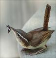Bird Watcher's Digest