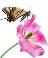 American Entomologist