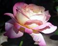 The English Garden - Tea Rose a "Chicago Peace"