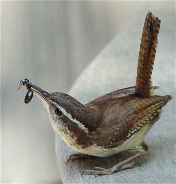 Bird Watcher's Digest