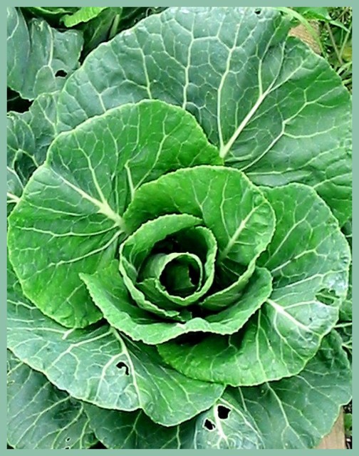 The Kitchen Garden